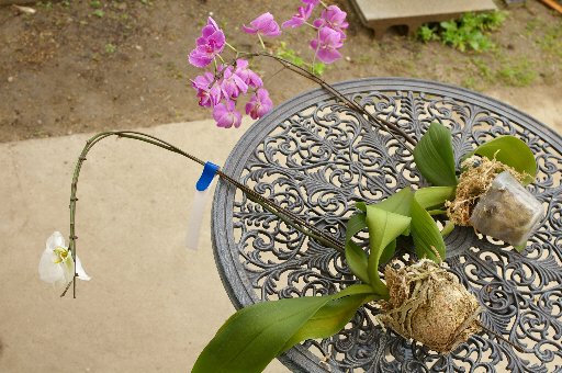 胡蝶蘭の植替